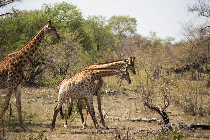 3 Day Lodge/Masango Kruger National Park Safari - Masango Camp nights: chalets, pool time, and a floodlit waterhole