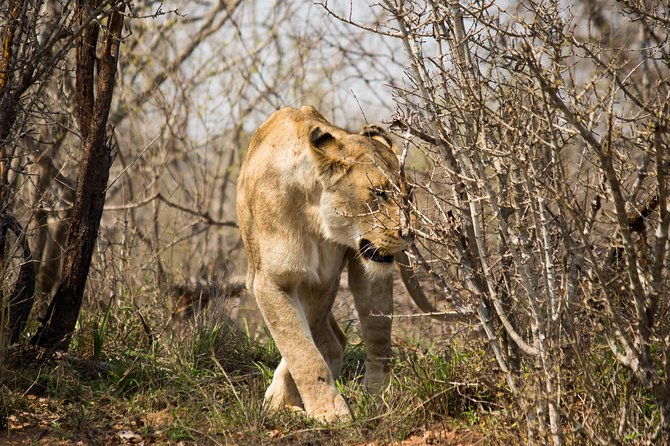 3 Day Lodge/Masango Kruger National Park Safari - Blyde River Canyon day: sunrise walk and the Three Rondawels