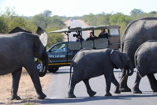 3 Day Lodge/Treehouse Kruger National Park Safari - From Johannesburg to Kruger, a Safari That Runs Like a Plan