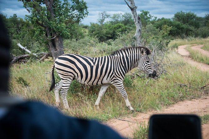 3 Day Lodge/Treehouse Kruger National Park Safari - What You Actually Get For $778.89, and Why It Can Be Good Value
