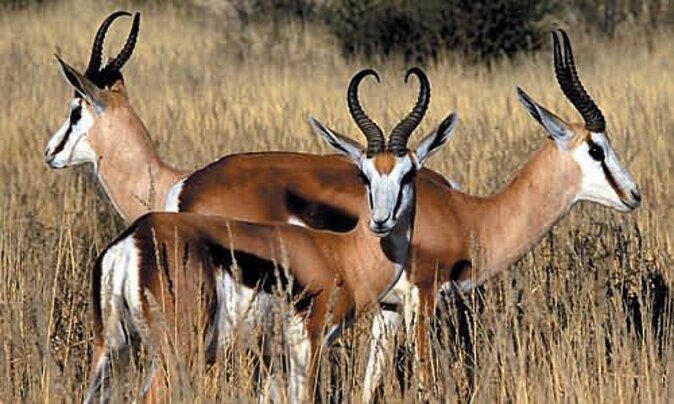 3 Day Luxury Aquila Private Game Reserve - Meals and lodge comfort: included, not an afterthought