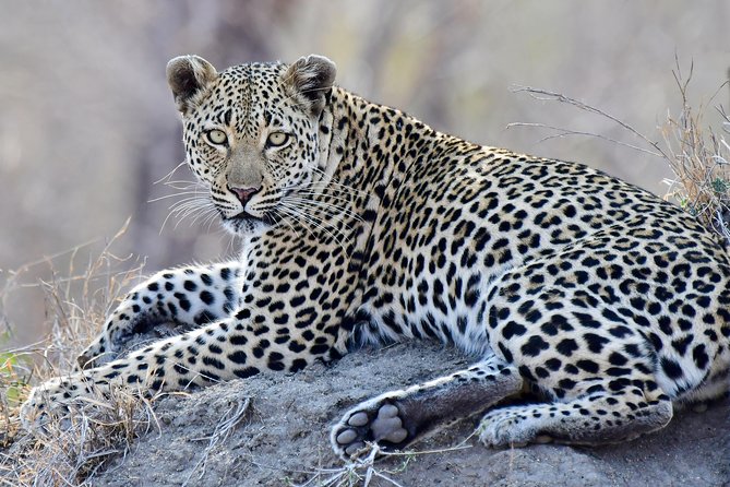 3-Day Tour of Kruger National Park from Skukuza Airport - Day 3 early drive, breakfast, check-out, and Skukuza Airport