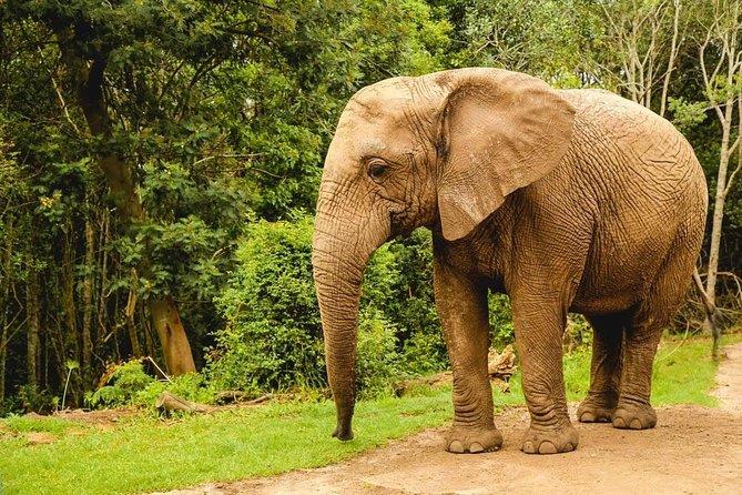 3 Day Wildlife Safari Tour - Garden Route Small Group Tour from Cape Town - Small-group comfort, early starts, and how the guide shapes the weekend