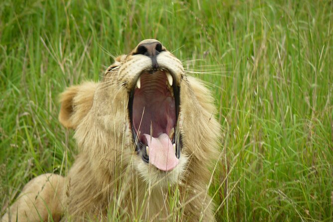 3 Days Durban Safari Tour Package - Day 2: buffet breakfast, more drives, and the optional night spotlight hunt