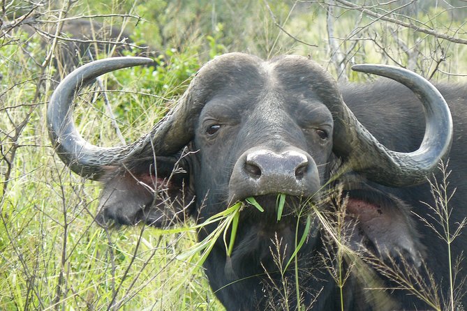 3 Days Durban Safari Tour Package - Day 3: last safari chances plus iSimangaliso St Lucia boat cruise