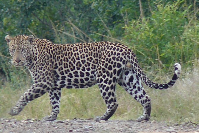 3 Days Durban Safari Tour Package - Comfort and small-group handling: what you actually feel day to day