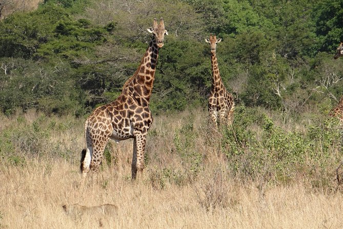 3 Days Durban Safari Tour Package - Price check: is $685.10 a good value?