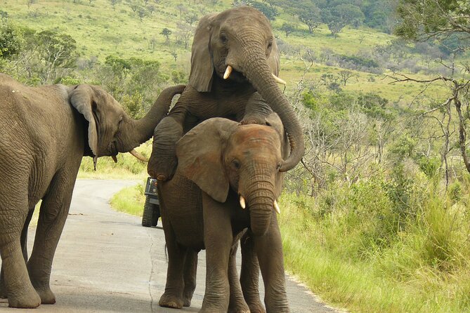 3 Days Durban Safari Tour Package - The rhythm of the trip, from early pickup to long-safari patience