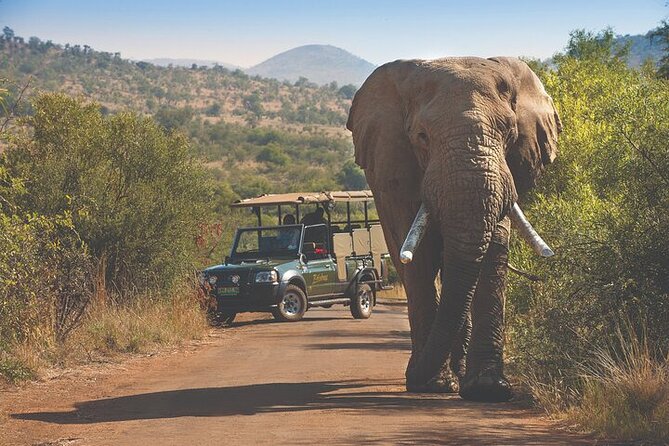 3-Hour Private Game Drive in Pilanesberg National Park - Why the Open Vehicle Changes Everything