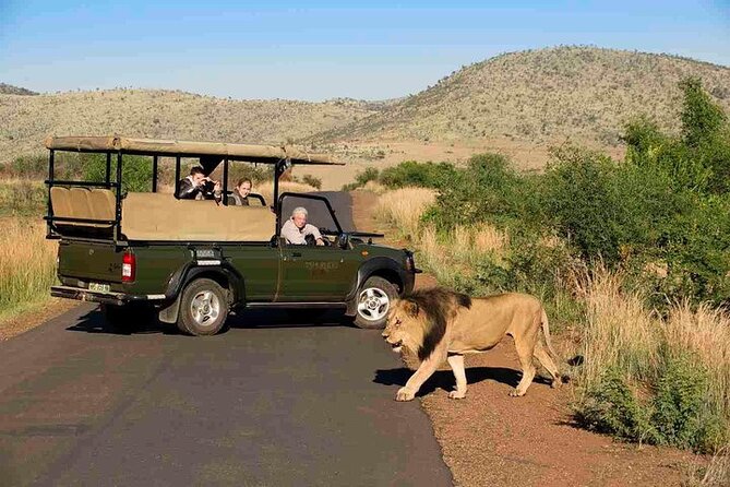 3-Hour Private Game Drive in Pilanesberg National Park - Your 3-Hour Drive in Pilanesberg: What You Can Really Expect