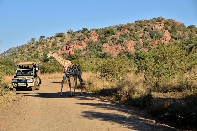 3-Hour Private Game Drive of Pilanesberg National Park - Key things that make this Pilanesberg drive work