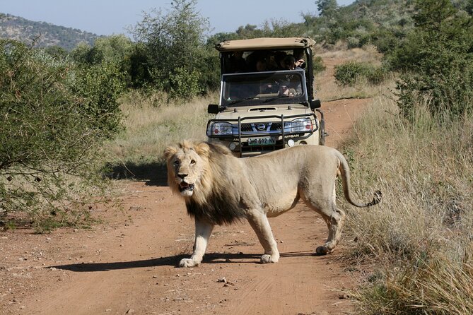 3-Hour Private Game Drive of Pilanesberg National Park - Vehicle comfort and how to think about the open-safari experience