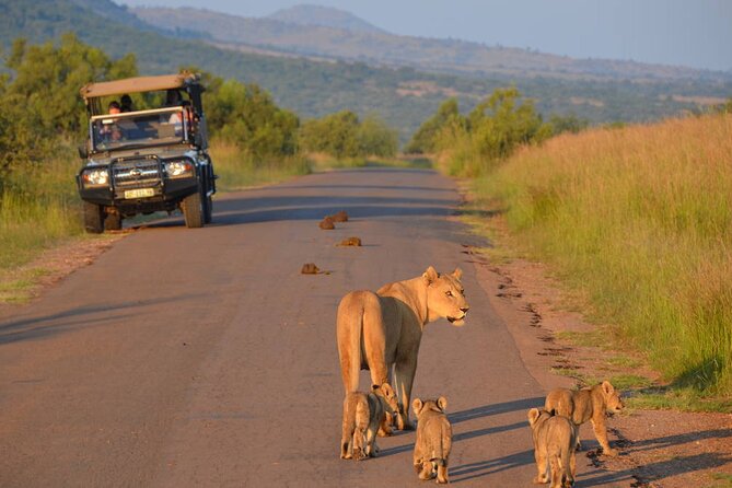 3-Hour Scheduled Safari Game Drive in Pilanesberg National Park - Key highlights to look for on this Pilanesberg safari