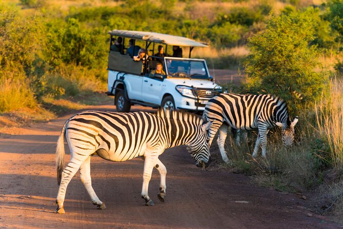3-Hour Scheduled Safari Game Drive in Pilanesberg National Park - Open-top, shared vehicle: what it means for your photos and comfort