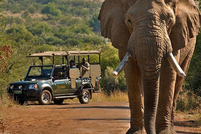 3-Hour Scheduled Safari Game Drive in Pilanesberg National Park - What wildlife sightings feel like when the guide keeps the search moving