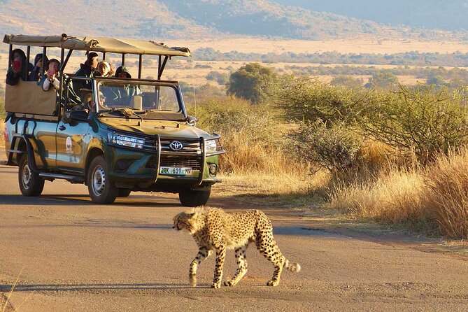 3-Hour Scheduled Safari Game Drive in Pilanesberg National Park - Price and value: is $54.80 per person a smart buy?