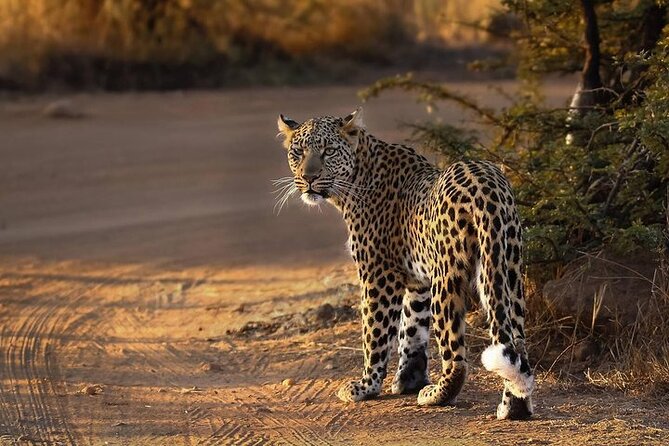 3-Hour Scheduled Safari Game Drive in Pilanesberg National Park - Small group of up to 10: why it can feel more personal