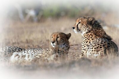 3 Night & 4 Day Private Kruger Park Safari