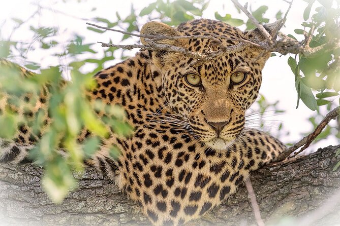 3 Night & 4 Day Private Kruger Park Safari - Where You Sleep Matters in Kruger: Camps and That Night-Sound Awareness
