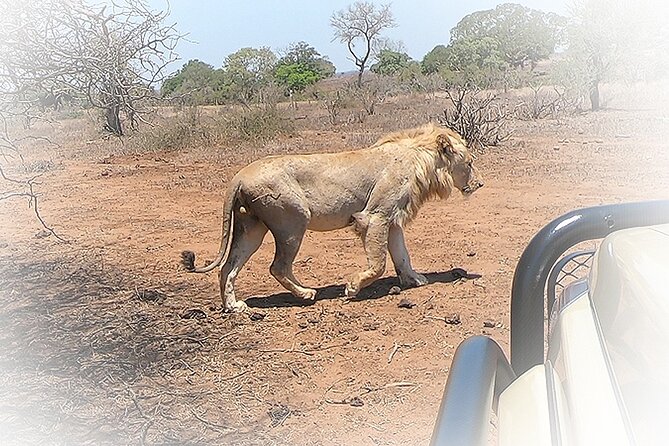 3 Night & 4 Day Private Kruger Park Safari - The Guide Factor: What Makes the Big Sightings Feel Easy
