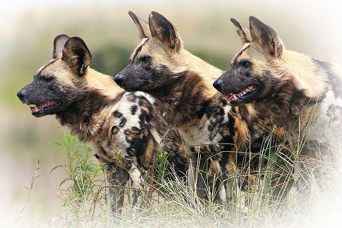 3 Night & 4 Day Private Kruger Park Safari - Price and Value: What You Pay For, What You Save, What’s Extra