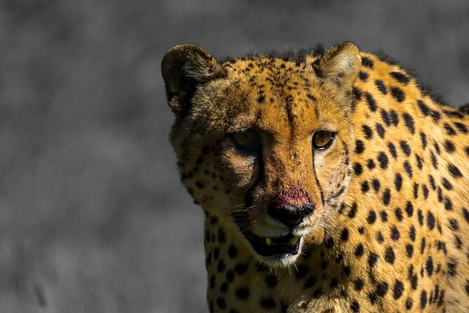 4 Day Addo to Karoo Safari - Key highlights worth getting excited about