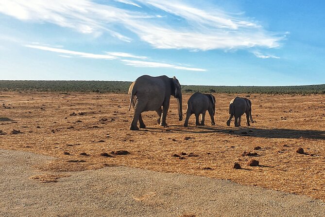 4 Day Addo to Karoo Safari - Why this Addo to Karoo route feels better than a one-park safari