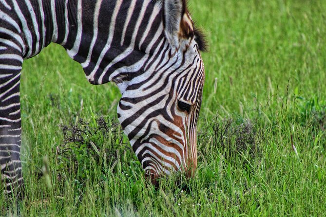 4 Day Addo to Karoo Safari - Day 3 in the Great Karoo: cheetah tracking on foot plus Nieu-Bethesda