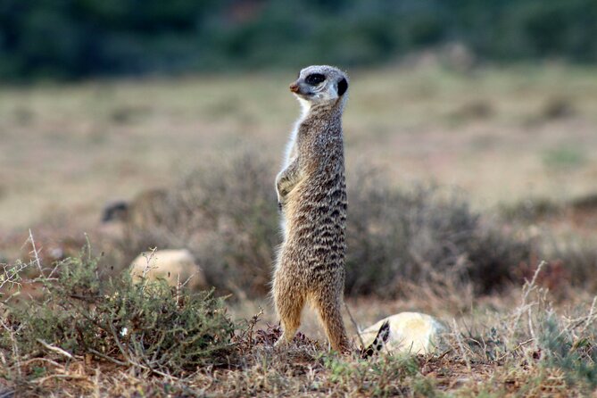 4 Day Addo to Karoo Safari - Price and value: $859.99 per person, what you’re really paying for