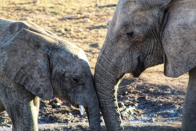 4 Day Addo to Karoo Safari - Small group safari, big wildlife focus (and what that means for you)