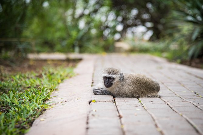 4 Day Classic Kruger National Park Safari - A Classic Kruger Route With More Animal Hours Than Usual