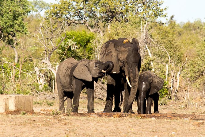 4 Day Classic Kruger National Park Safari - Price and Value: What $1,020.78 Buys You (and What It Does Not)