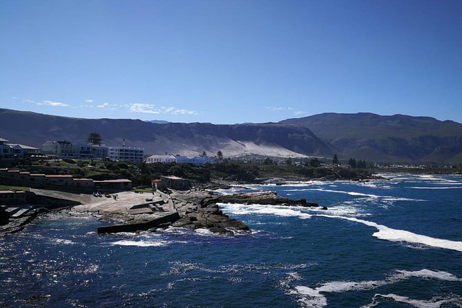 4 Day Garden Route Adventure & Safari - Garden Route Game Lodge: two game drives and the animal payoff