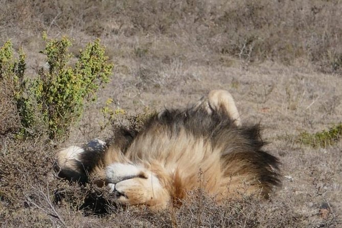 4 Day Garden Route Adventure & Safari - Price and value: what you really get for about $640