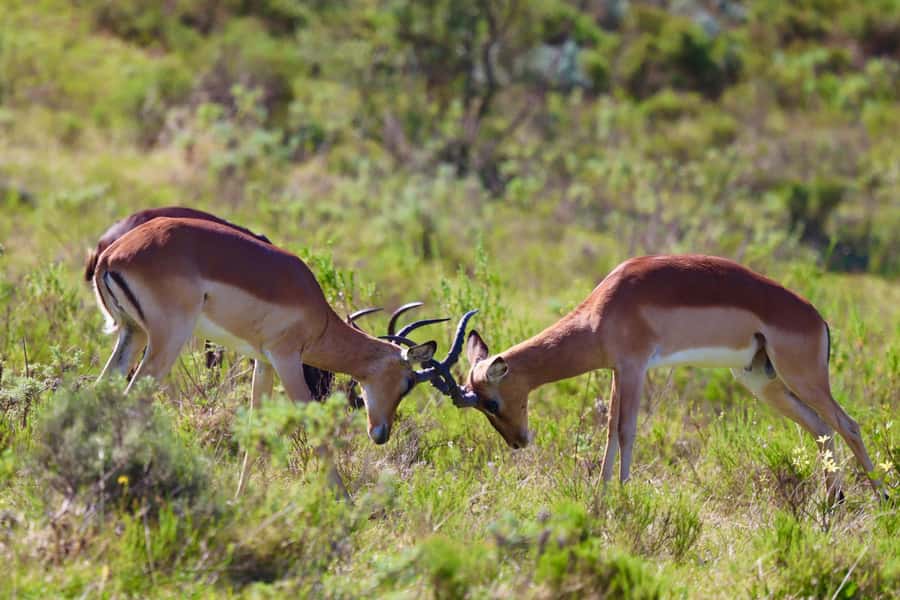 4-Day Garden Route Experience - Day 1: Route 62 drives, Ronnie’s stop, and Oudtshoorn’s cave day