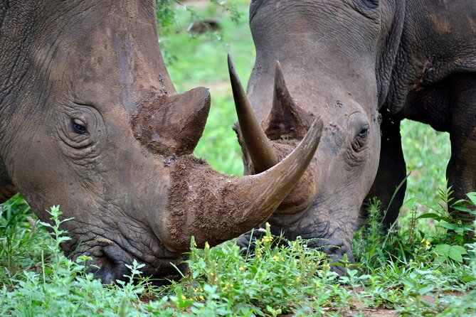 4-Day Hluhluwe Imfolozi and St Lucia Safari from Durban - Why This Private Route Works So Well