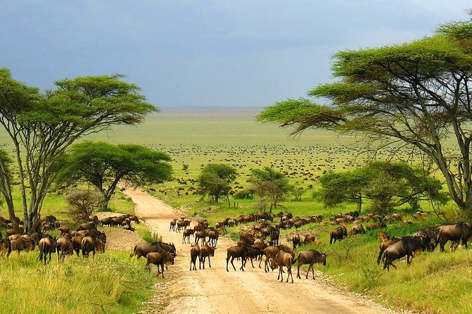 4 Day Kruger National Park and Panorama Route Safari - Day 2 Full-Day Safari in Skukuza: Small Groups and Better Viewing Height