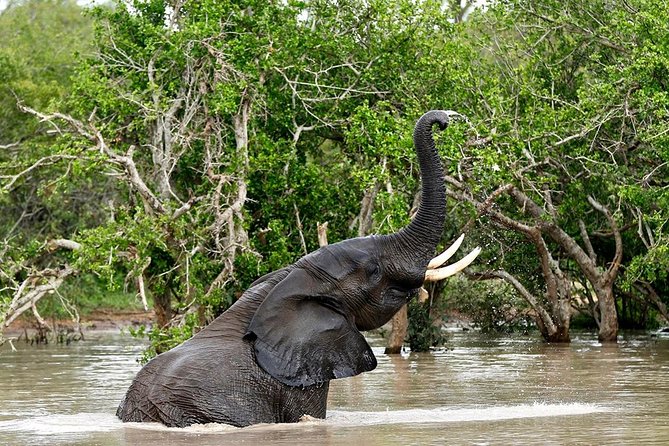 4 Day Kruger National Park and Panorama Route Safari - Day 4 Optional Morning Drive: Spend Your Last Hours How You Want