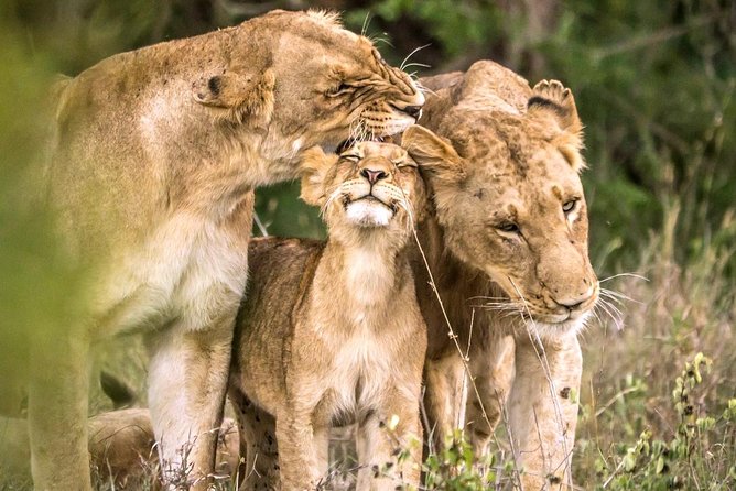 4 Day Kruger National Park and Panorama Route Safari - Getting to Kruger: The 06:30 Departure and Road-Break Plan