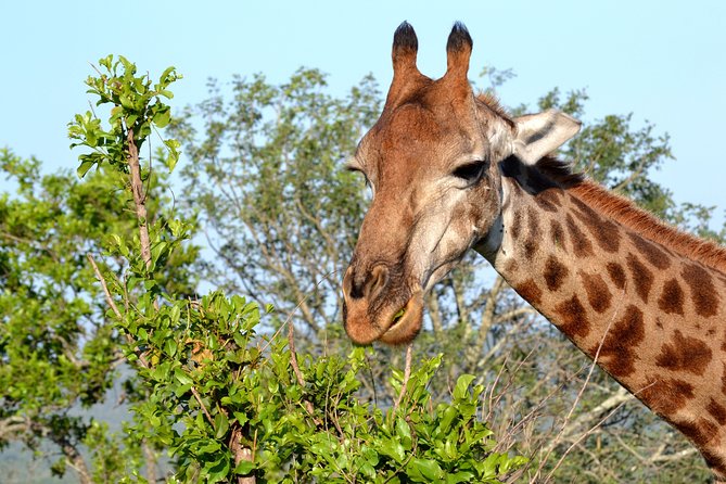 4-Day Kruger National Park Safari from Johannesburg - Entering Kruger With a Johannesburg Start and a Private Group Feel