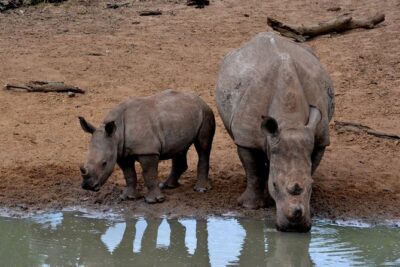 4-Day Kruger National Park Safari from Johannesburg