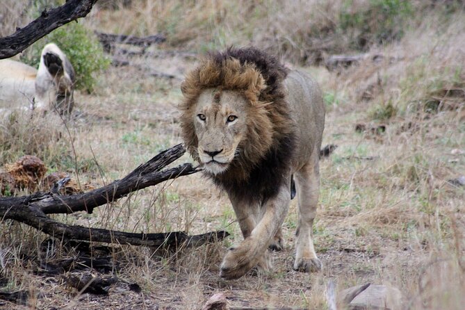 4 Day Kruger National Park Tour - Why this Kruger and Blyde combo works on a 4-day clock