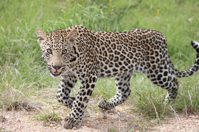 4 Day Kruger National Park Tour - From Johannesburg to Hoedspruit: the 7:00am start that sets the pace