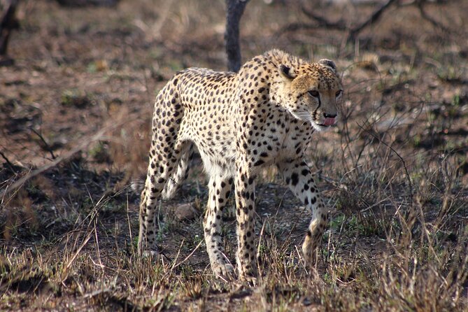 4 Day Kruger National Park Tour - Where you sleep: basic tents, luxury tents, or a chalet