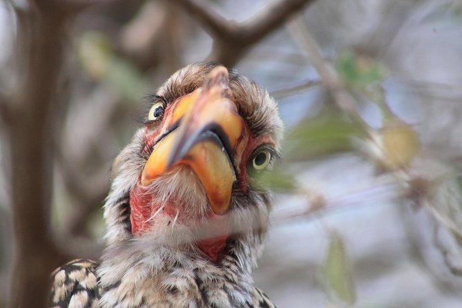 4 Day Kruger National Park Tour - Food, drinks, and what to budget for yourself