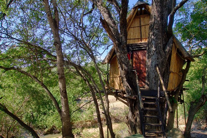 4 Day Lodge and Treehouse Kruger National Park Safari - Day 2 sunrise bush walk, game drives, and moving into the treehouse lodge