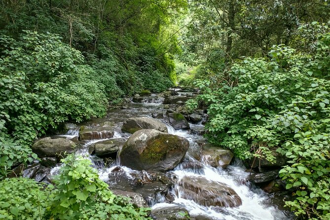 4-Day Private Natal Midlands Falls to Falls Tour - Day 3: optional bird hide, zip lines in the canopy, and cream teas in cool forest