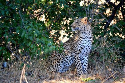 4 Night Kruger safari and Blyde Canyon