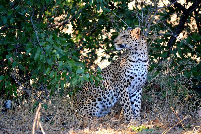4 Night Kruger safari and Blyde Canyon - Day 1: Johannesburg to Kruger, first game drive