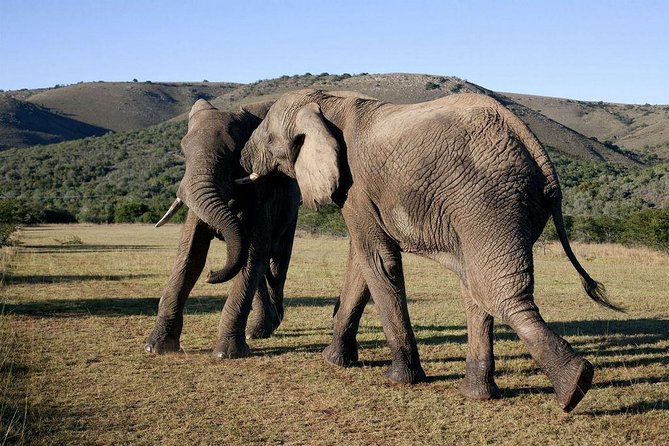 5 Day Cape to Addo Safari - Garden Route Small Group Tour - Day 1 out of Cape Town: Hermanus, Cape Agulhas, and a brewery stop